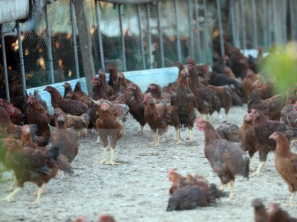 Philippines reports first avian flu outbreak hinh anh 1