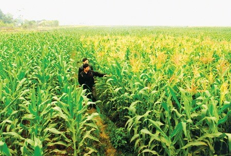 Vietnam spends nearly 1.7 billion USD on corn import every year hinh anh 1