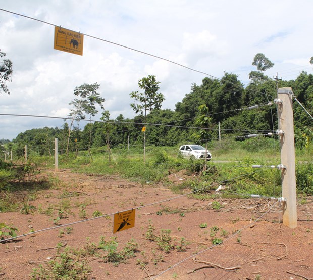 Dong Nai tests electric fence to protect elephants hinh anh 1
