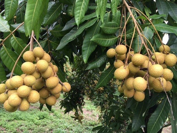 Son La province to export longan to US hinh anh 1