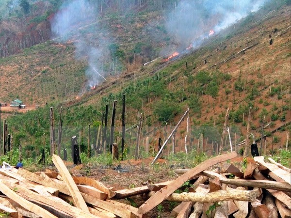 PM asked for strong measures to cope with deforestation hinh anh 1