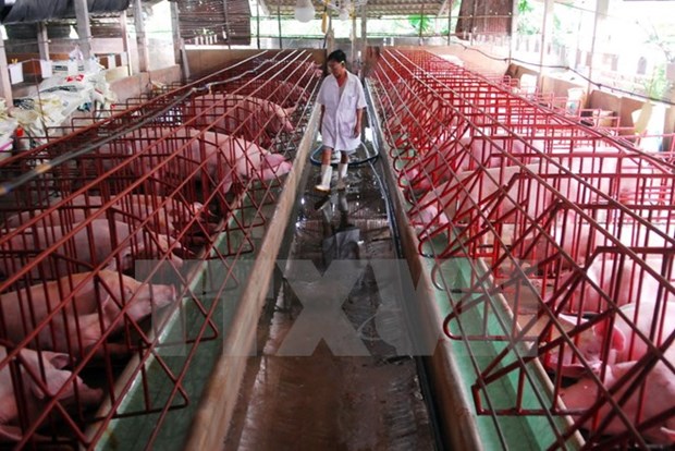 Experts: Production chains vital for pork industry hinh anh 1