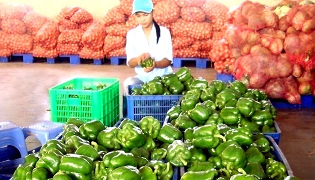 Lam Dong announces 300-billion-VND plan to build post-harvest centres hinh anh 1