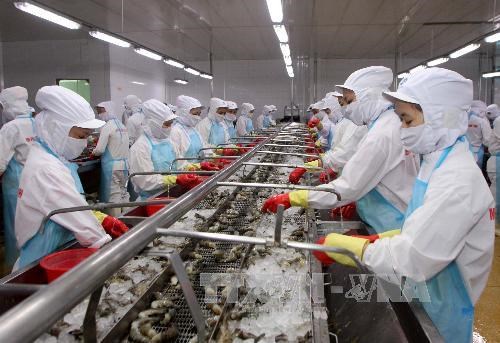 Efforts made to control disease safety in shrimp exported to Australia hinh anh 1