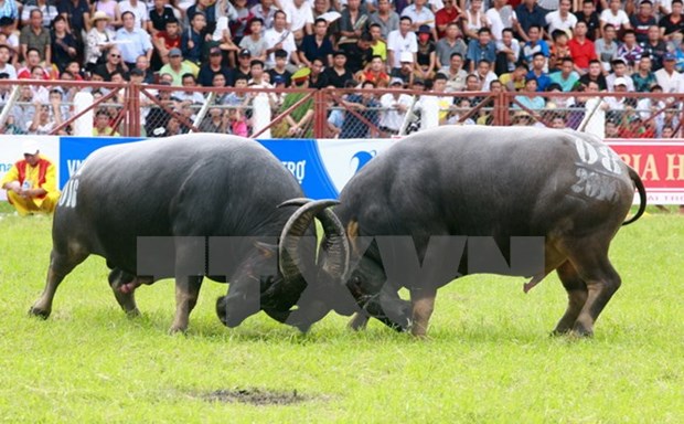 Do Son buffalo festival should be protected: experts hinh anh 1
