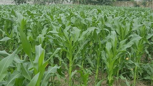 Winter crops to span 410,000 ha in northern region hinh anh 1