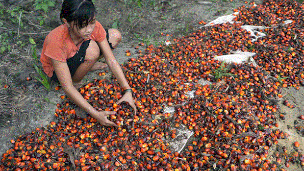 Indonesia able to supply 8 tonnes of palm oil to Europe hinh anh 1