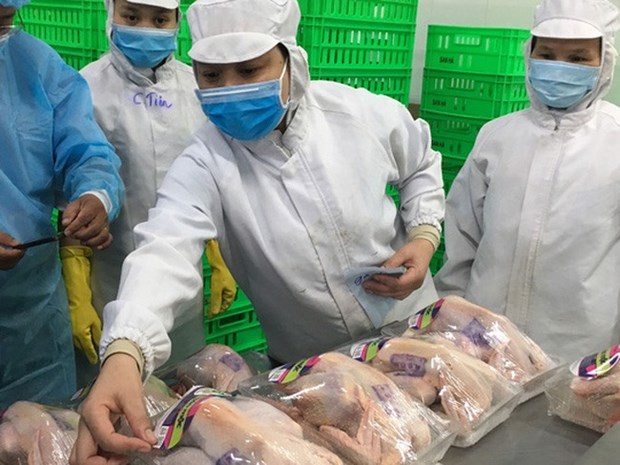 HCM City starts tracing poultry origins hinh anh 1