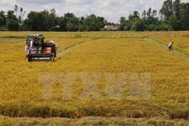 First Global Sustainable Rice Conference held in Bangkok hinh anh 1