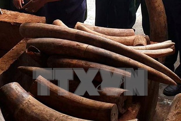 Ivory shipment through Cat Lai port investigated hinh anh 1