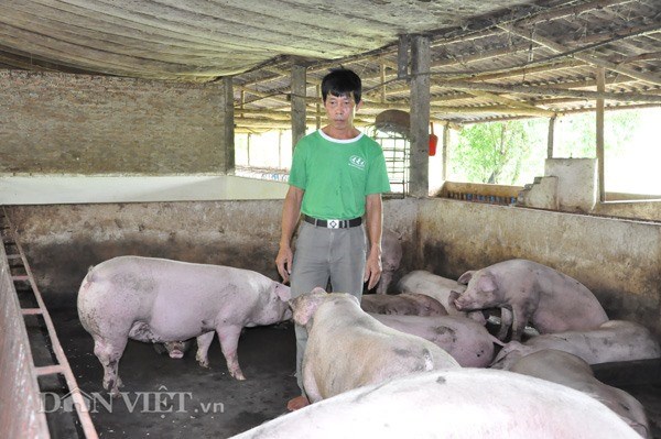 Pork prices set to rise as year-end supply dwindles hinh anh 1
