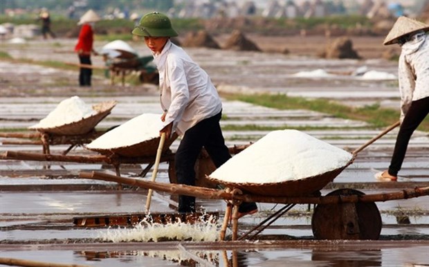 Salt price increases, middlemen benefit hinh anh 1