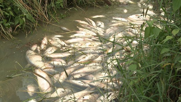 Quang Ngai investigates massive fish deaths hinh anh 1
