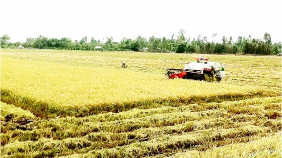 Vietnam uses remote sensing to monitor rice production hinh anh 1