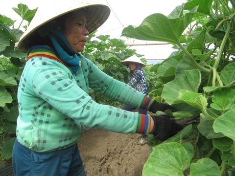 Two high-tech farm projects approved in Da Nang hinh anh 1