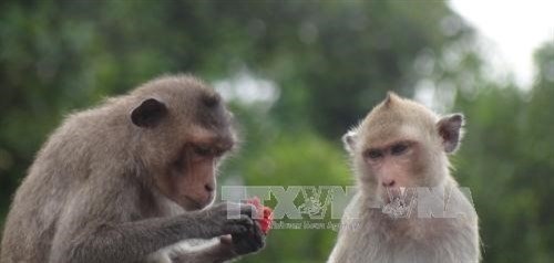 Soc Trang to feature macaques as tourist draw hinh anh 1