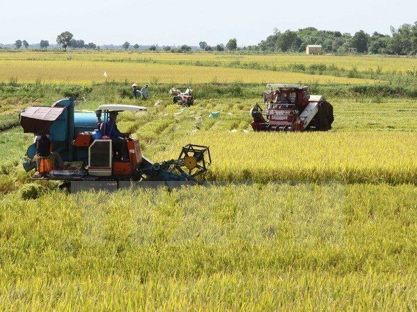 Summer-autumn crop yields 11.5 million tonnes of rice hinh anh 1