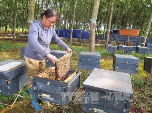 Ways sought to boost honey exports to EU hinh anh 1