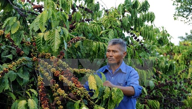 Coffee exports down 23 percent in quantity hinh anh 1
