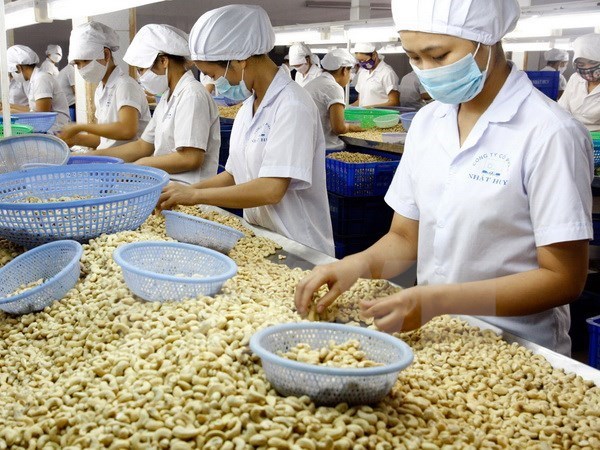 Phu Quoc to host international cashew conference hinh anh 1