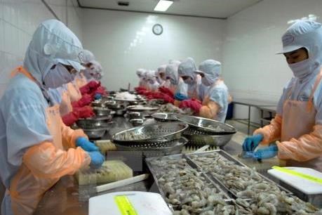 Vietnam able to master parent shrimp production hinh anh 1