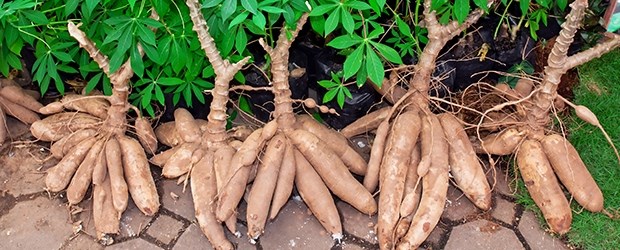 Thailand supports cassava farmers hinh anh 1