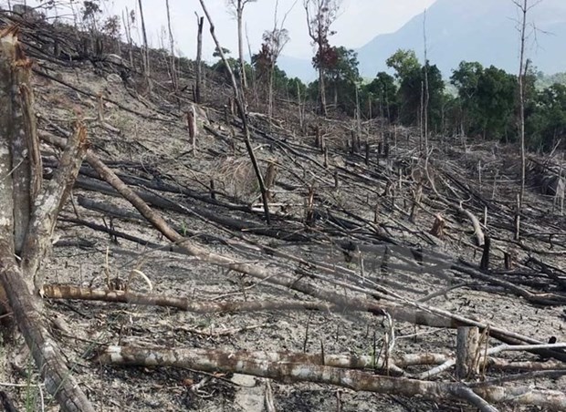 Deforestation ongoing in Binh Dinh province hinh anh 1