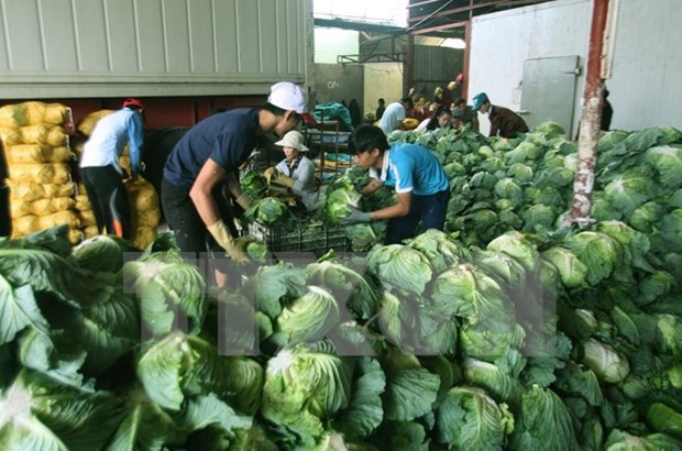 Farm exporters warned on pesticides hinh anh 1