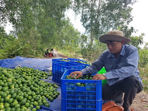 Vietnamese seedless lime sees great chance to enter Japanese market hinh anh 1