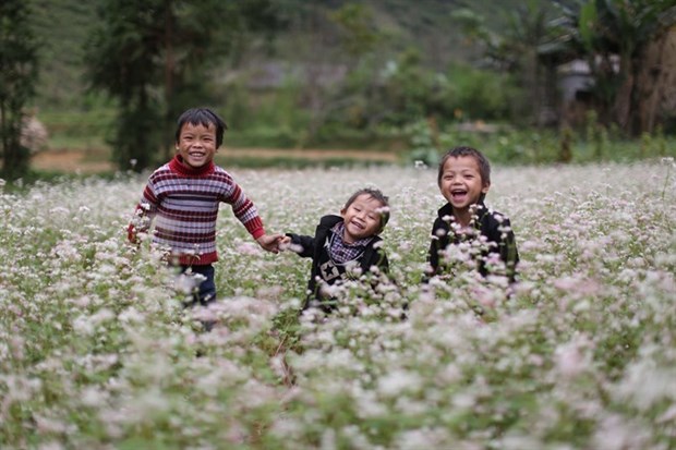 Festival honours buckwheat flowers in Ha Giang hinh anh 1