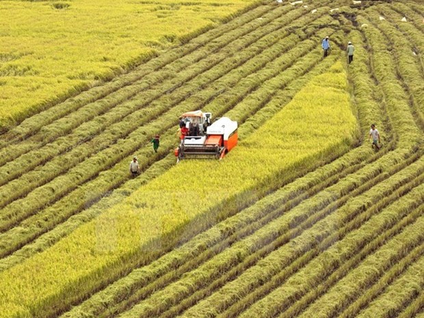 Vietnam acts to ensure food security amidst climate change hinh anh 2