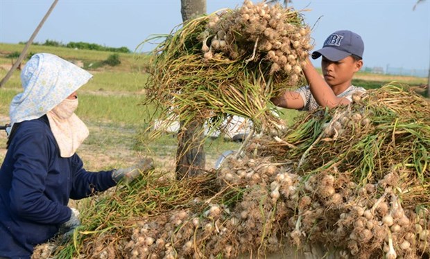 Local agricultural products need more support hinh anh 1