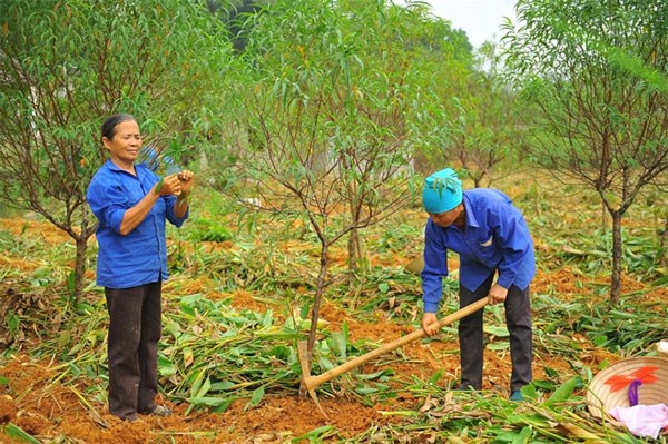 Thousands of Tet peach trees die after severe flooding hinh anh 1