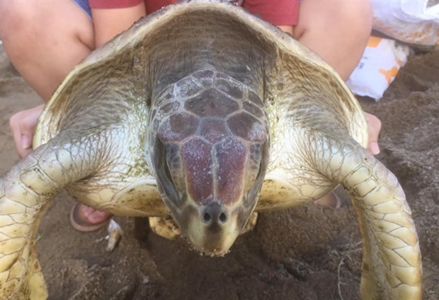 Endangered turtle released into ocean near Hue hinh anh 1