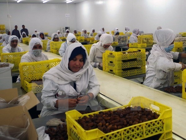 Algeria to export dates to Vietnam hinh anh 1