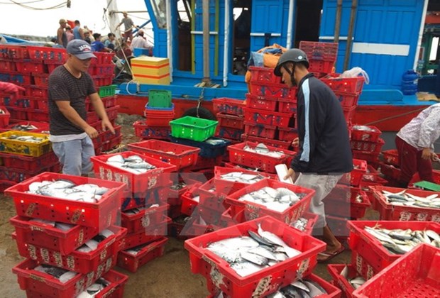 Ministry takes actions in response to EU’s warning of IUU fishing hinh anh 1