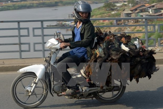 Bird flu detected in Cambodia hinh anh 1
