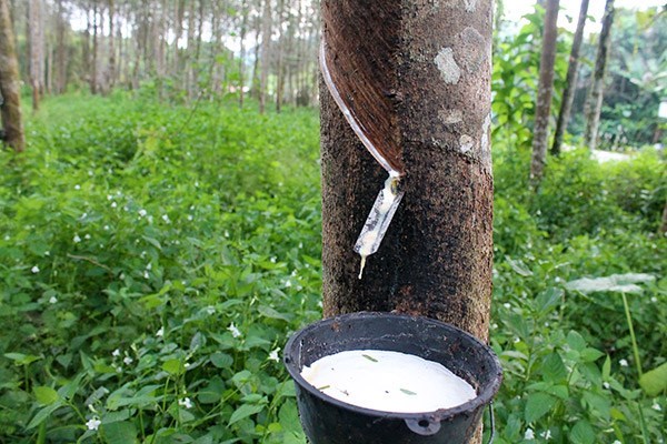 Vietnam makes effective rubber investment in Lao province hinh anh 1