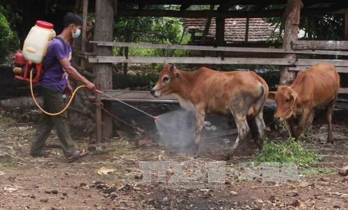 Vietnam to produce foot-and-mouth disease vaccines next year hinh anh 1