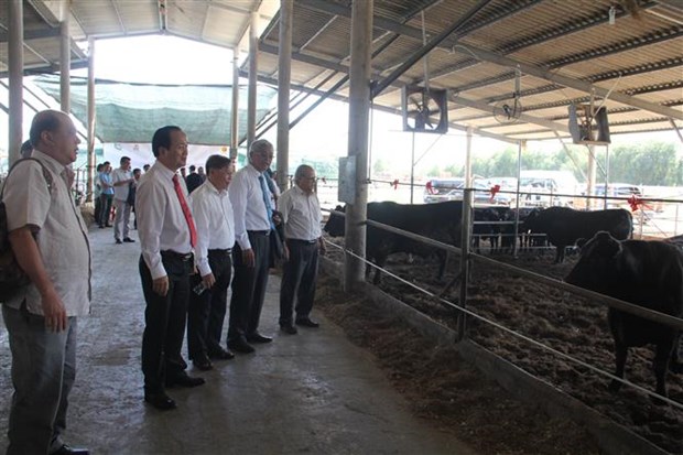 Vietnamese, Japanese firms partner up to produce Wagyu beef hinh anh 1