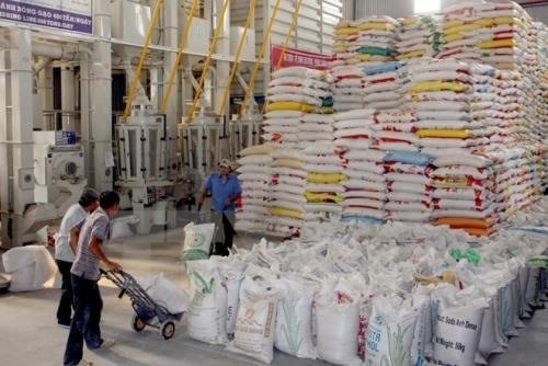 VietGap standards to merit national rice brand hinh anh 1
