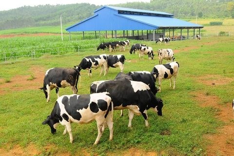Vietnam’s dairy giants export milk to China hinh anh 1