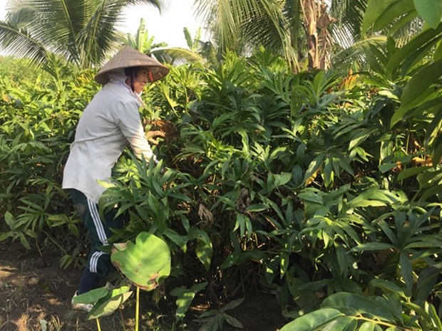 HCM City households up income with wild veg hinh anh 1