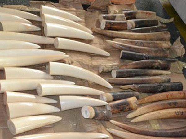 Noi Bai airport customs officers uncover ivory tusk product transport hinh anh 1