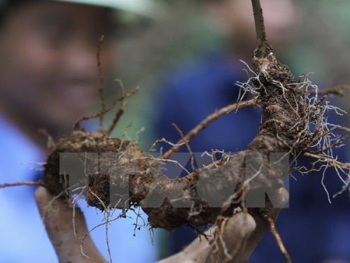 Kon Tum approves project to grow over 4,600ha of Ngoc Linh ginseng hinh anh 1