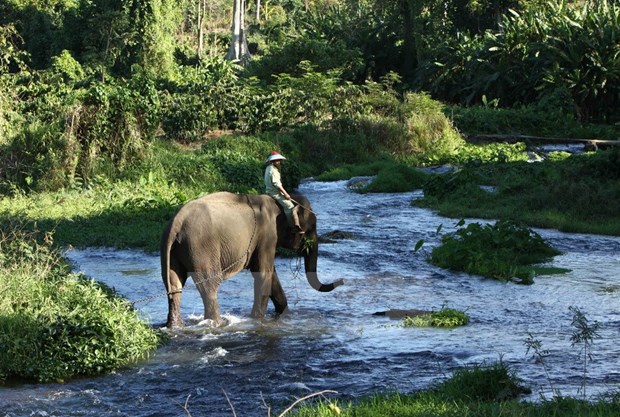 Dak Lak province moves to conserve elephants hinh anh 1