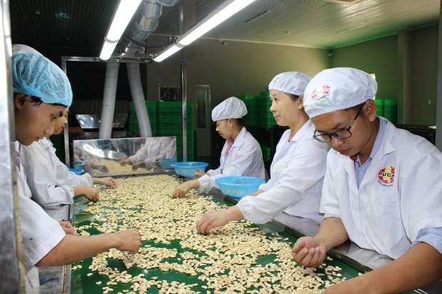 Vietnam helps Cambodia increase cashew output hinh anh 1