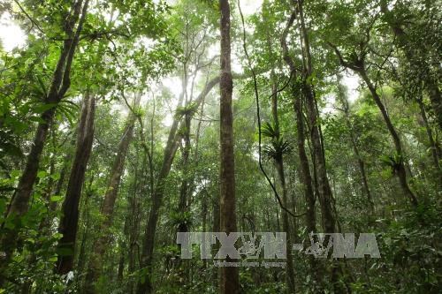 Central Highlands region promotes sustainable forest management hinh anh 1