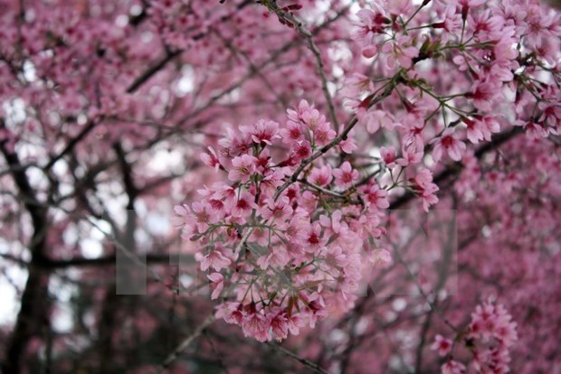 Da Lat’s cherry blossom festival kicked off hinh anh 1