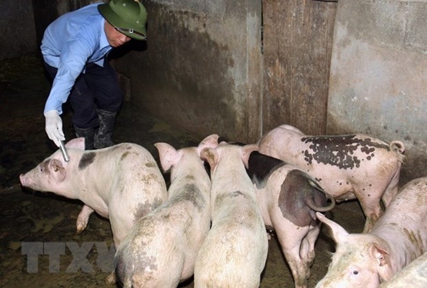Southeast Asia a 'hotspot' for antibiotic abuse: FAO official hinh anh 1